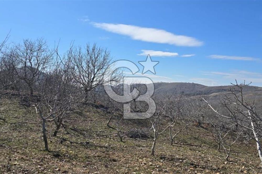 İzmir Tire Dağdere Mahallesi Satılık Ceviz Tarlası 20 Dönüm