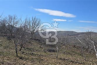 İzmir Tire Dağdere Mahallesi Satılık Ceviz Tarlası 20 Dönüm - 1 - 330406