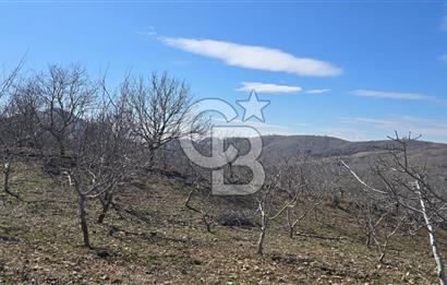 İzmir Tire Dağdere Mahallesi Satılık Ceviz Tarlası 20 Dönüm