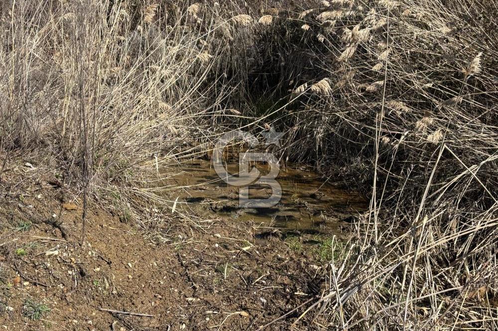 İzmir Tire Dağdere Mahallesi Satılık Ceviz Tarlası 20 Dönüm