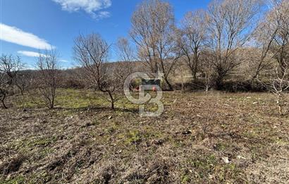 İzmir Tire Dağdere Mahallesi Satılık Ceviz Tarlası 20 Dönüm