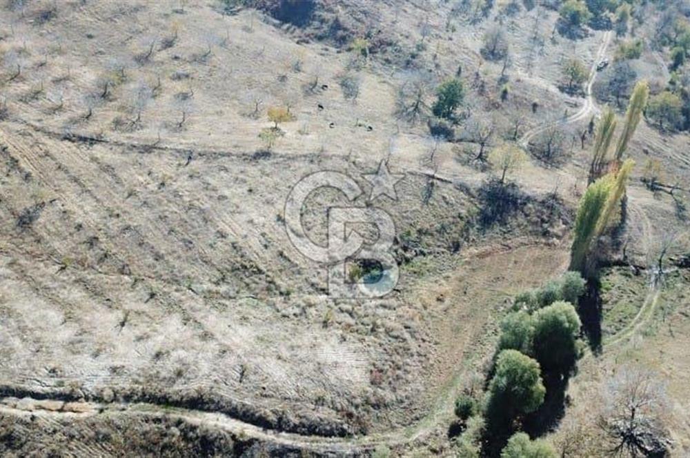 İzmir Tire Dağdere Mahallesi Satılık Ceviz Tarlası 20 Dönüm