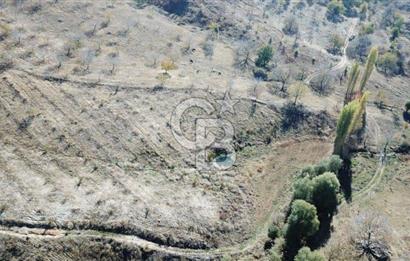 İzmir Tire Dağdere Mahallesi Satılık Ceviz Tarlası 20 Dönüm