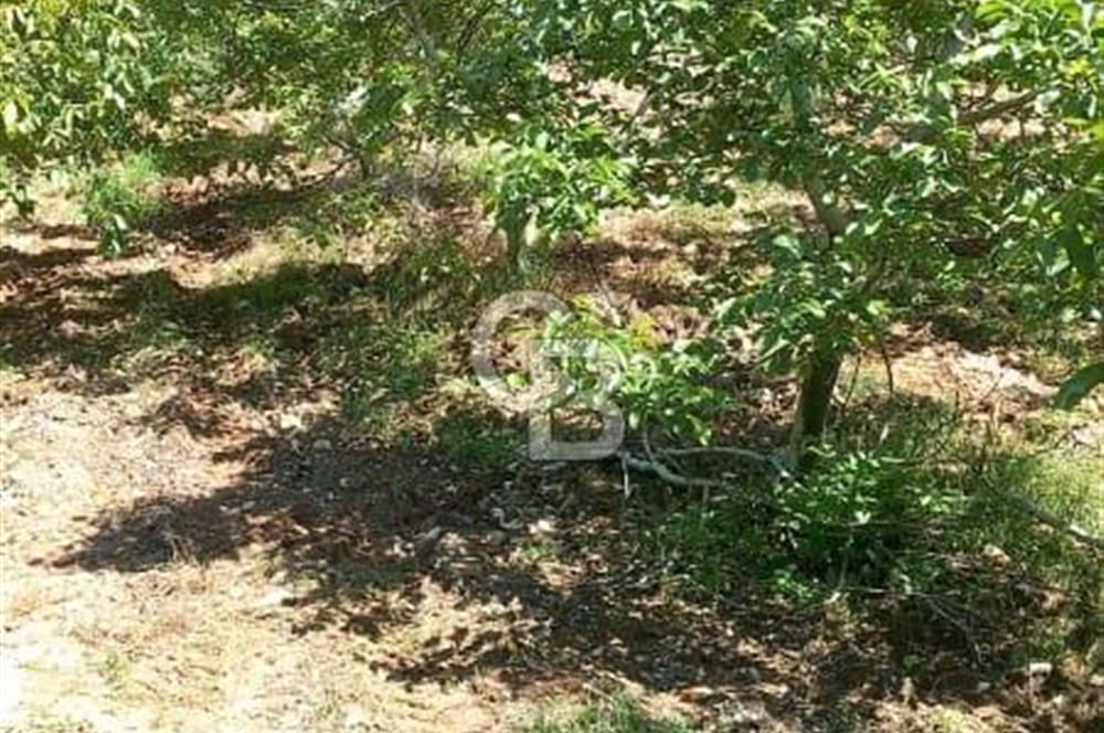 İzmir Tire Dağdere Mahallesi Satılık Ceviz Tarlası 20 Dönüm