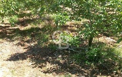 İzmir Tire Dağdere Mahallesi Satılık Ceviz Tarlası 20 Dönüm