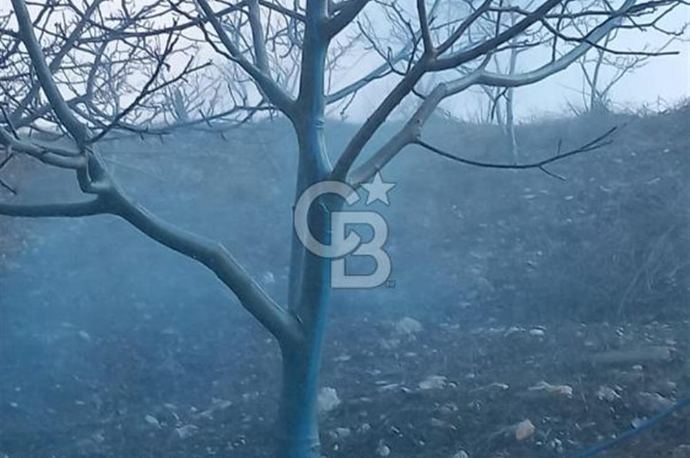 İzmir Tire Dağdere Mahallesi Satılık Ceviz Tarlası 20 Dönüm