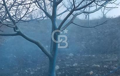 İzmir Tire Dağdere Mahallesi Satılık Ceviz Tarlası 20 Dönüm