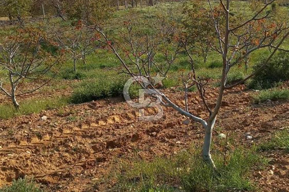 İzmir Tire Dağdere Mahallesi Satılık Ceviz Tarlası 20 Dönüm