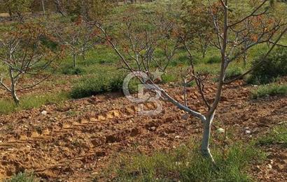 İzmir Tire Dağdere Mahallesi Satılık Ceviz Tarlası 20 Dönüm