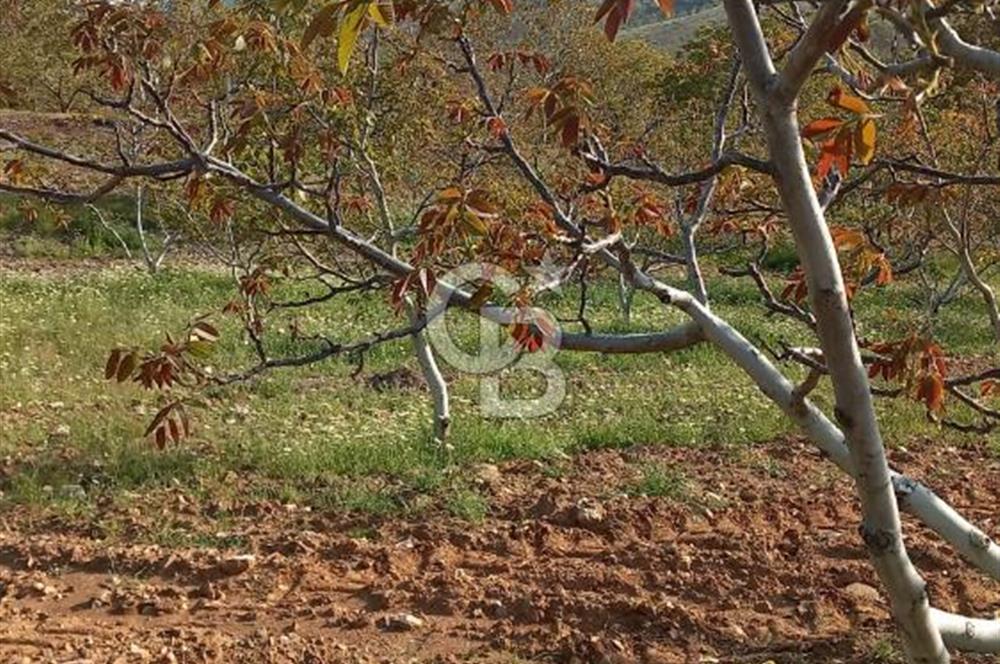 İzmir Tire Dağdere Mahallesi Satılık Ceviz Tarlası 20 Dönüm