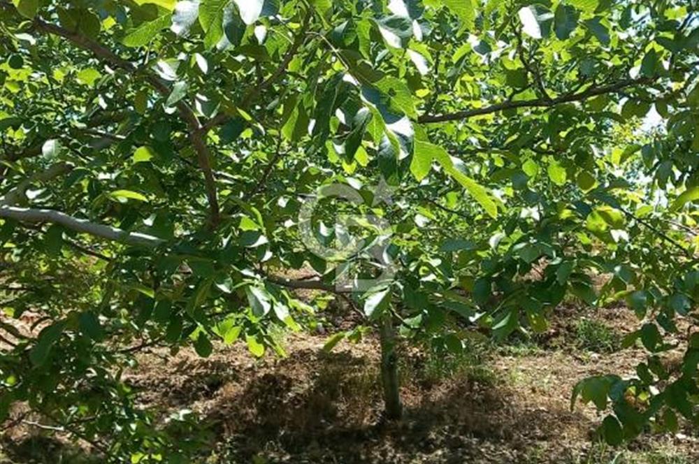 İzmir Tire Dağdere Mahallesi Satılık Ceviz Tarlası 20 Dönüm