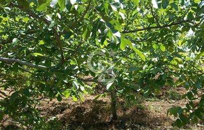 İzmir Tire Dağdere Mahallesi Satılık Ceviz Tarlası 20 Dönüm