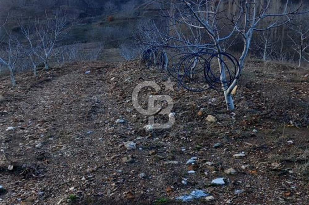 İzmir Tire Dağdere Mahallesi Satılık Ceviz Tarlası 20 Dönüm
