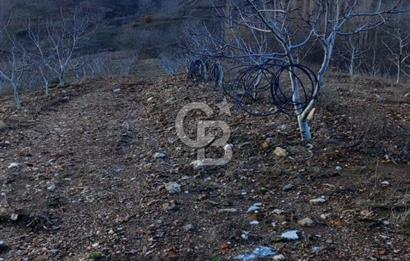 İzmir Tire Dağdere Mahallesi Satılık Ceviz Tarlası 20 Dönüm