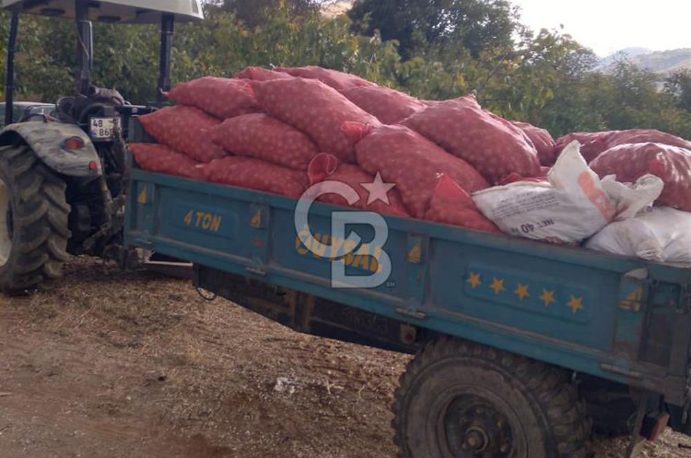 İzmir Tire Dağdere Mahallesi Satılık Ceviz Tarlası 20 Dönüm