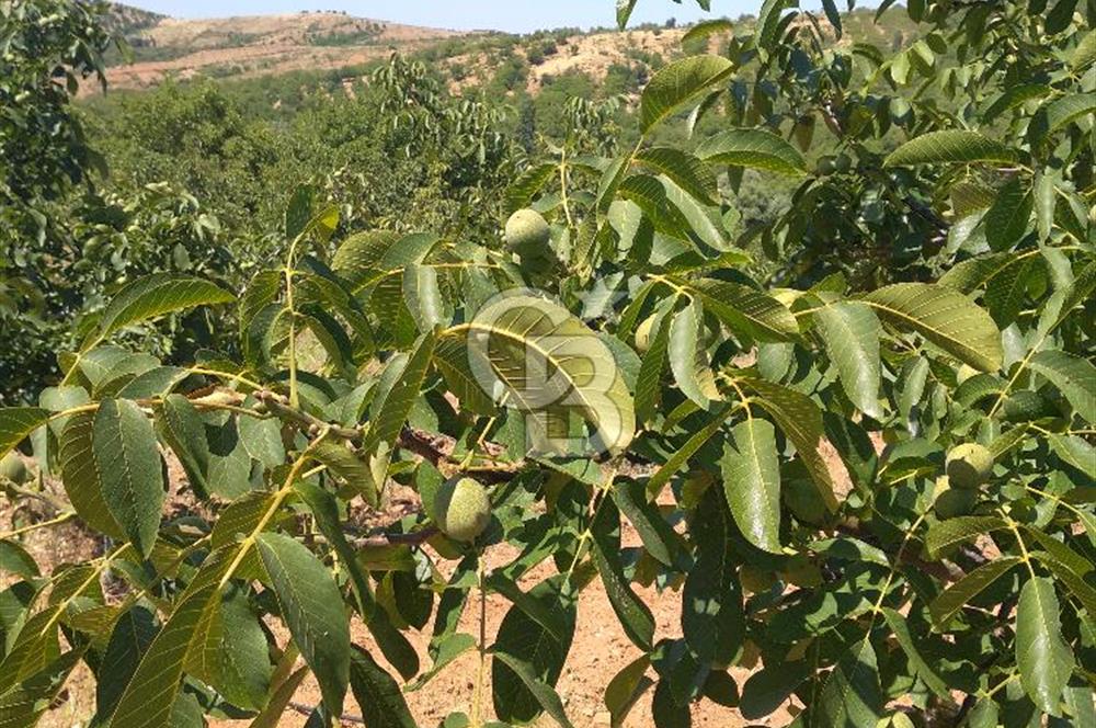İzmir Tire Dağdere Mahallesi Satılık Ceviz Tarlası 20 Dönüm