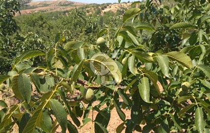 İzmir Tire Dağdere Mahallesi Satılık Ceviz Tarlası 20 Dönüm