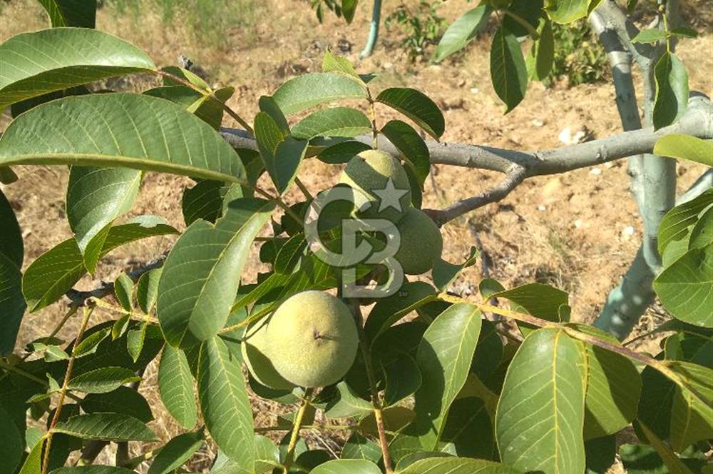 İzmir Tire Dağdere Mahallesi Satılık Ceviz Tarlası 20 Dönüm