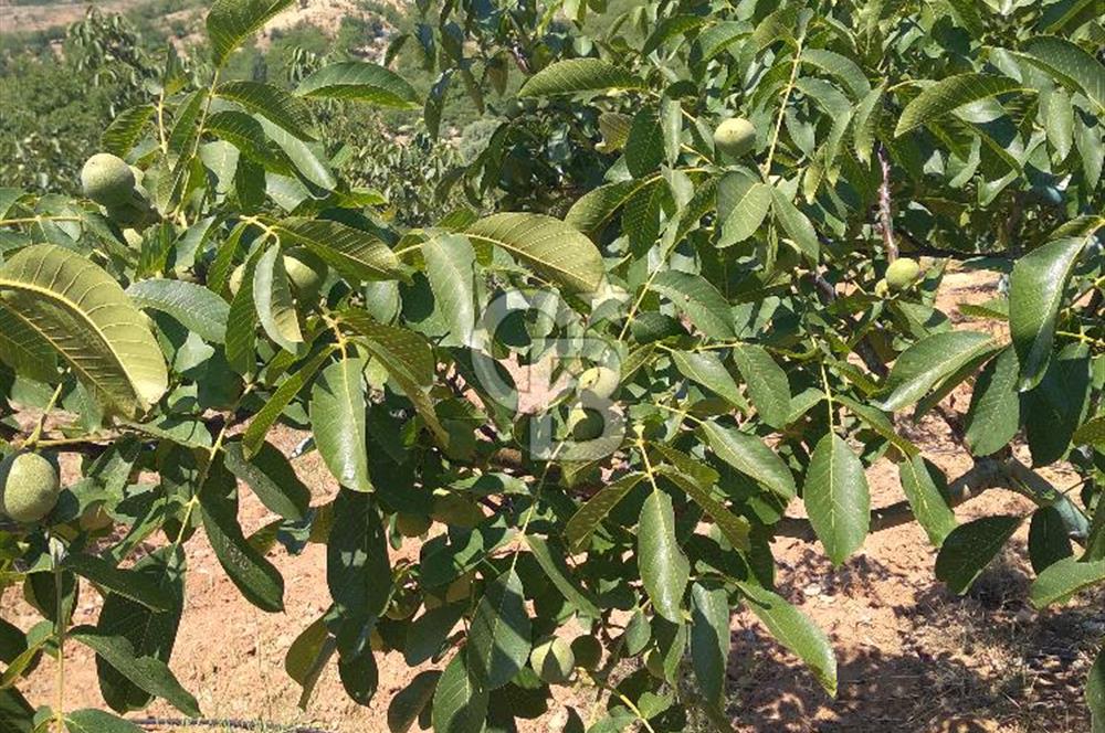 İzmir Tire Dağdere Mahallesi Satılık Ceviz Tarlası 20 Dönüm
