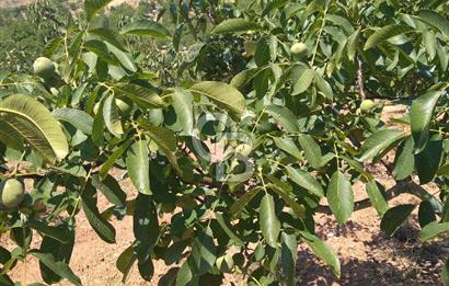 İzmir Tire Dağdere Mahallesi Satılık Ceviz Tarlası 20 Dönüm