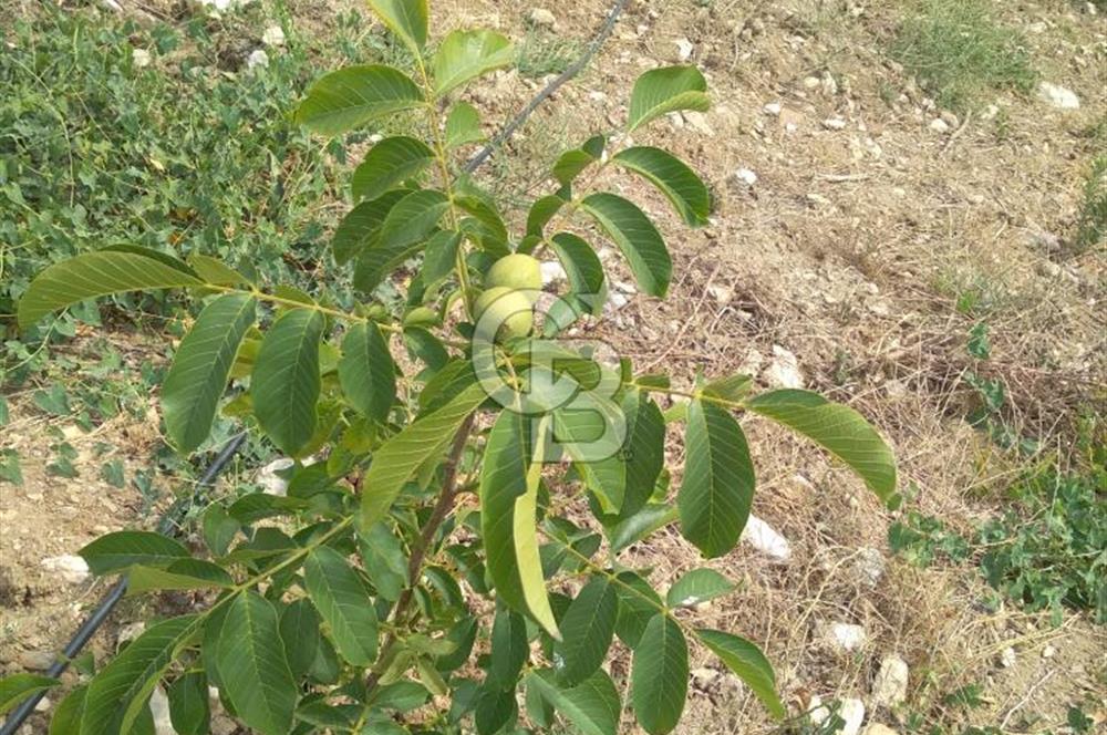 İzmir Tire Dağdere Mahallesi Satılık Ceviz Tarlası 20 Dönüm