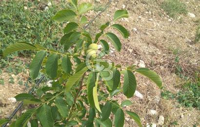 İzmir Tire Dağdere Mahallesi Satılık Ceviz Tarlası 20 Dönüm