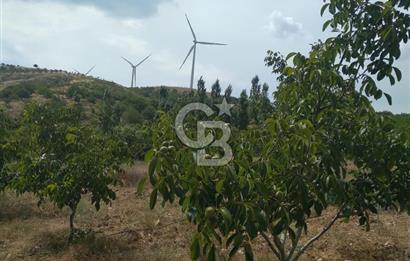 İzmir Tire Dağdere Mahallesi Satılık Ceviz Tarlası 20 Dönüm