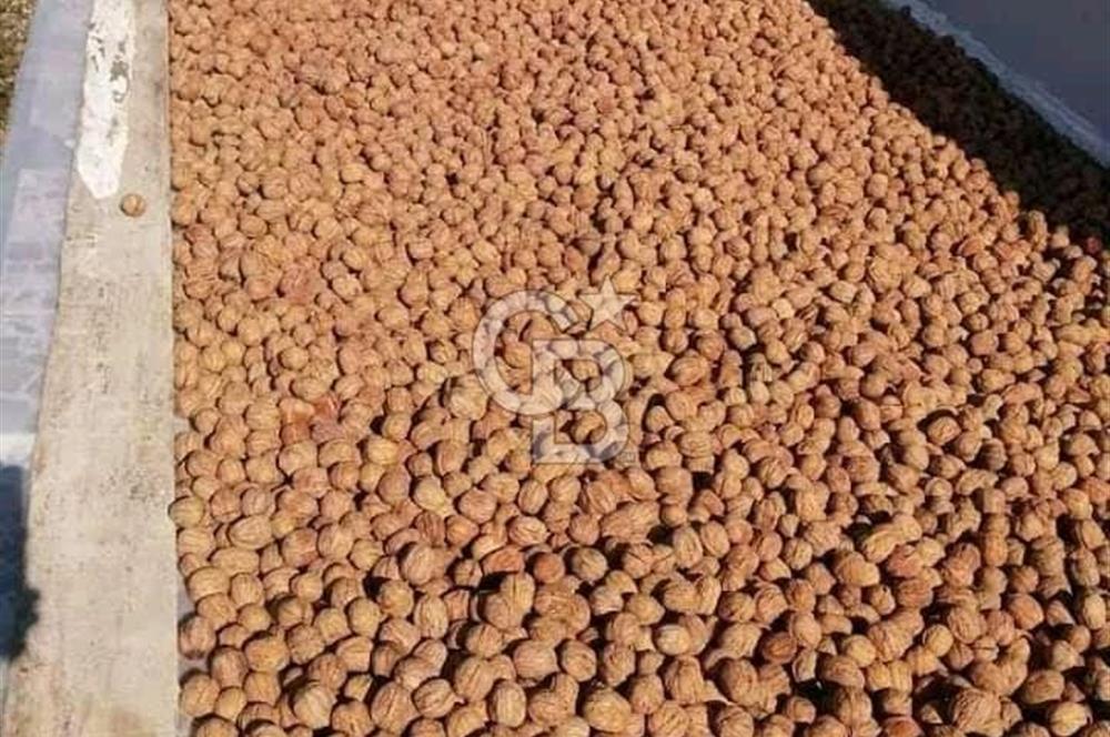 İzmir Tire Dağdere Mahallesi Satılık Ceviz Tarlası 20 Dönüm