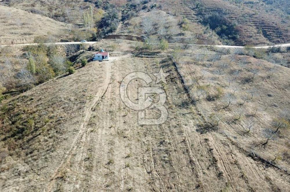 İzmir Tire Dağdere Mahallesi Satılık Ceviz Tarlası 20 Dönüm