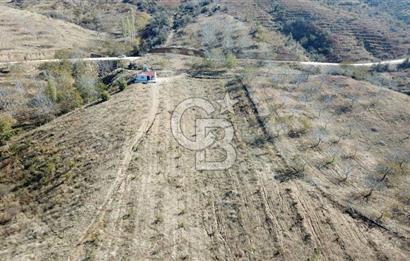 İzmir Tire Dağdere Mahallesi Satılık Ceviz Tarlası 20 Dönüm