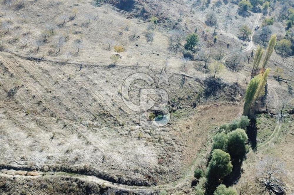 İzmir Tire Dağdere Mahallesi Satılık Ceviz Tarlası 20 Dönüm