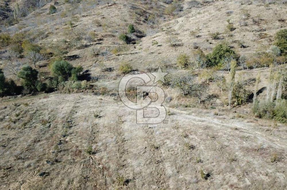İzmir Tire Dağdere Mahallesi Satılık Ceviz Tarlası 20 Dönüm