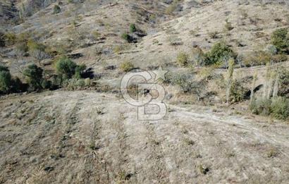 İzmir Tire Dağdere Mahallesi Satılık Ceviz Tarlası 20 Dönüm