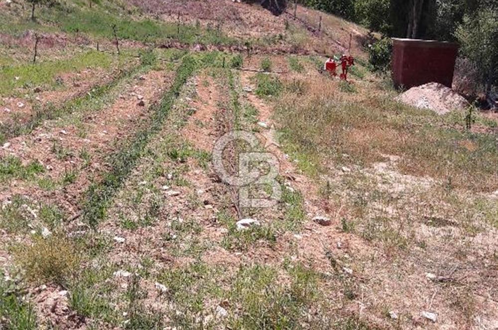 İzmir Tire Dağdere Mahallesi Satılık Ceviz Tarlası 20 Dönüm
