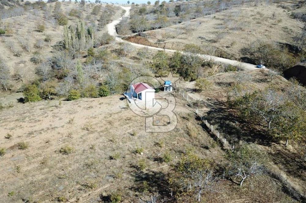 İzmir Tire Dağdere Mahallesi Satılık Ceviz Tarlası 20 Dönüm