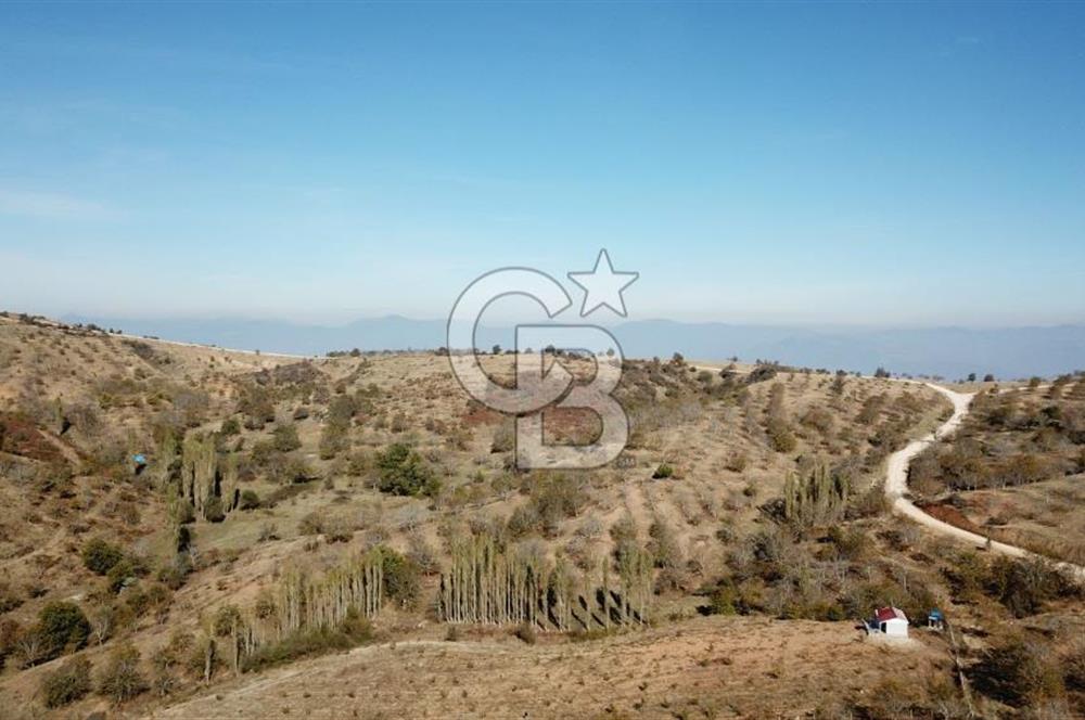 İzmir Tire Dağdere Mahallesi Satılık Ceviz Tarlası 20 Dönüm