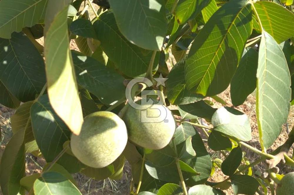 İzmir Tire Dağdere Mahallesi Satılık Ceviz Tarlası 20 Dönüm