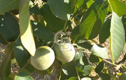 İzmir Tire Dağdere Mahallesi Satılık Ceviz Tarlası 20 Dönüm