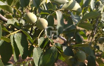 İzmir Tire Dağdere Mahallesi Satılık Ceviz Tarlası 20 Dönüm