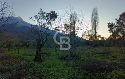 BURSA ORHANGAZİ YENİGÜRLE 2270 M2 SATILIK TARLA..!