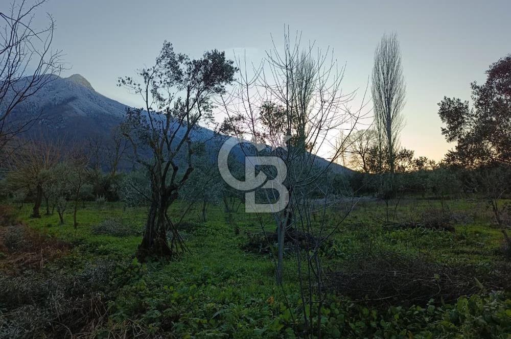 BURSA ORHANGAZİ YENİGÜRLE 2270 M2 SATILIK TARLA..!