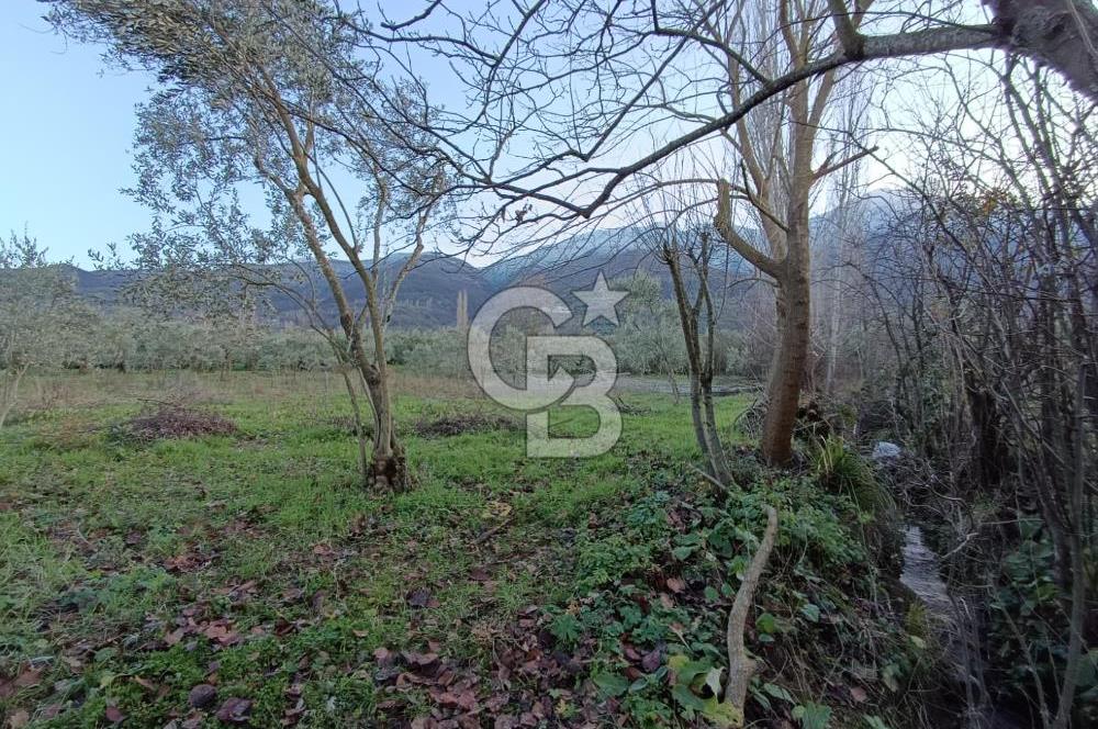 BURSA ORHANGAZİ YENİGÜRLE 2270 M2 SATILIK TARLA..!