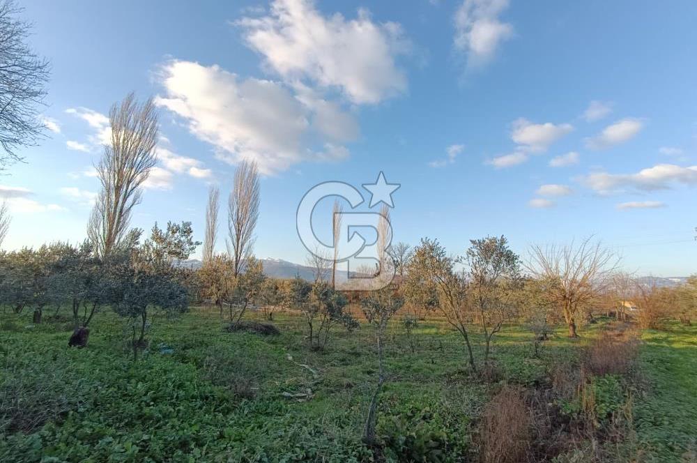 BURSA ORHANGAZİ YENİGÜRLE 2270 M2 SATILIK TARLA..!