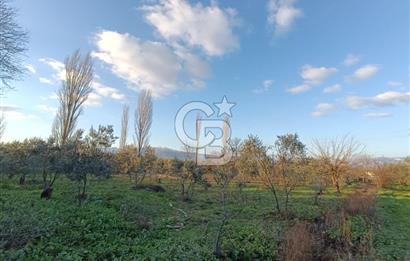 BURSA ORHANGAZİ YENİGÜRLE 2270 M2 SATILIK TARLA..!