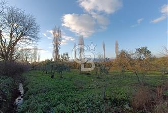 BURSA ORHANGAZİ YENİGÜRLE 2270 M2 SATILIK TARLA..! - 3 - 330464