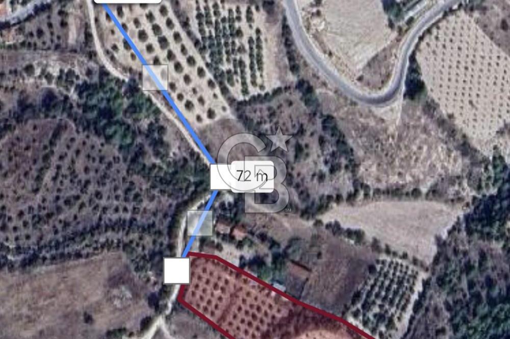 Denizli Güney Ertuğrulda Zeytinlik 9.946 m² Satılık Tarla