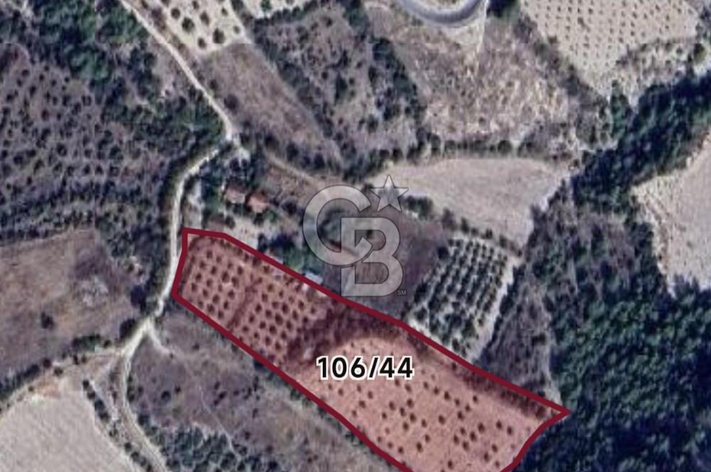 Denizli Güney Ertuğrulda Zeytinlik 9.946 m² Satılık Tarla