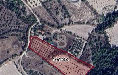 Denizli Güney Ertuğrulda Zeytinlik 9.946 m² Satılık Tarla