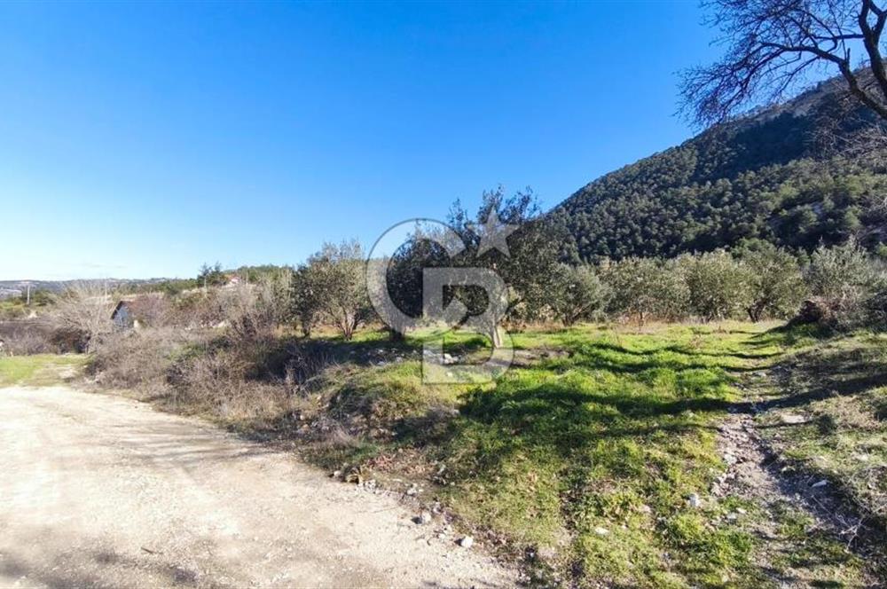 Denizli Güney Ertuğrulda Zeytinlik 9.946 m² Satılık Tarla