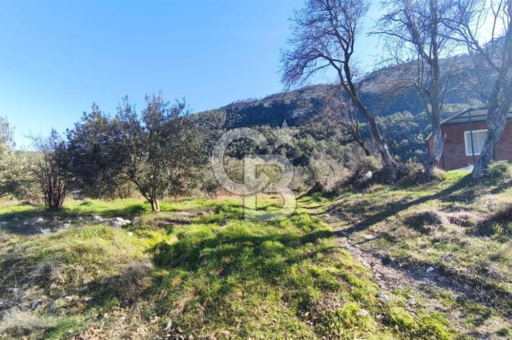 Denizli Güney Ertuğrulda Zeytinlik 9.946 m² Satılık Tarla